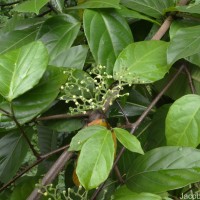 Cayratia reticulata (M.A.Lawson) Mabb.
